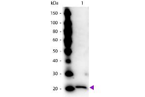 Western Blot of Rabbit Anti-Ferritin antibody. (Ferritin 抗体)