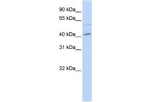 WB Suggested Anti-MAF Antibody Titration:  0. (MAF 抗体  (Middle Region))
