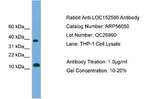 WB Suggested Anti-LOC152586  Antibody Titration: 0. (GL54D 抗体  (Middle Region))