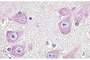 Image no. 1 for anti-G Protein-Coupled Receptor 19 (GPR19) (Cytoplasmic Domain) antibody (ABIN1048773) (GPR19 抗体  (Cytoplasmic Domain))