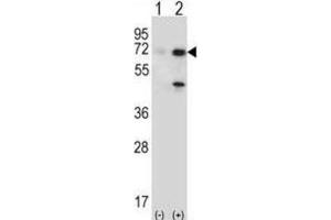 Western Blotting (WB) image for anti-Ubiquitin Specific Peptidase 2 (USP2) antibody (ABIN3001464) (USP2 抗体)