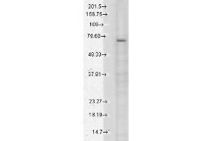 Western Blot analysis of Human Cell lysates showing detection of TrpV3 protein using Mouse Anti-TrpV3 Monoclonal Antibody, Clone S15-4 . (TRPV3 抗体  (AA 774-791) (Biotin))