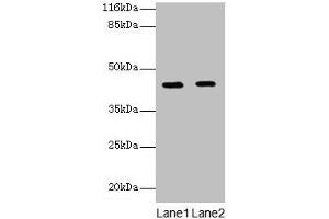 Western blot All lanes: GFOD2 antibody at 2 μg/mL Lane 1: K562 whole cell lysate Lane 2: Hela whole cell lysate Secondary Goat polyclonal to rabbit IgG at 1/10000 dilution Predicted band size: 43, 31, 13 kDa Observed band size: 43 kDa (GFOD2 抗体  (AA 1-280))
