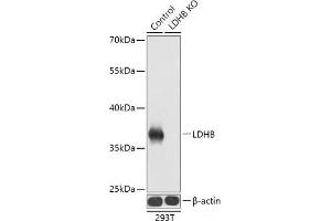 Western blot analysis of extracts from normal (control) and LDHB knockout (KO) 293T cells using LDHB Polyclonal Antibody at dilution of 1:1000. (LDHB 抗体)