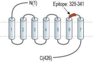 Representative domain view of the target of ABIN7884931.