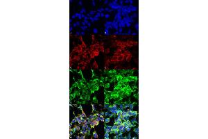 Immunocytochemistry/Immunofluorescence analysis using Mouse Anti-Methylglyoxal Monoclonal Antibody, Clone 9E7 . (Methylglyoxal (MG) 抗体 (Biotin))