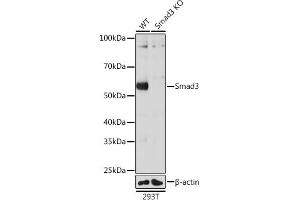 Western blot analysis of extracts from wild type (WT) and Smad3 knockout (KO) 293T cells, using Smad3 antibody (ABIN7270349) at 1:1000 dilution. (SMAD3 抗体)