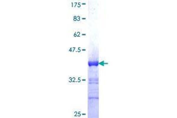 BARHL1 Protein (AA 55-154) (GST tag)