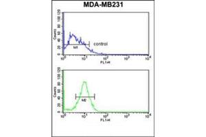 Flow cytometry analysis of MDA-MB231 cells using Peroxin 14 / PEX14 Antibody (C-term) Cat. (PEX14 抗体  (C-Term))
