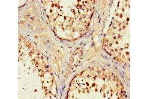 Immunohistochemistry of paraffin-embedded human testis tissue using ABIN7162243 at dilution of 1:100 (OPN5 抗体  (AA 310-353))