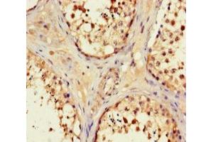 Immunohistochemistry of paraffin-embedded human testis tissue using ABIN7162243 at dilution of 1:100