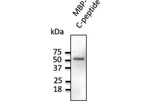 Western Blotting (WB) image for anti-C-Peptide antibody (ABIN6254201) (C-Peptide 抗体)
