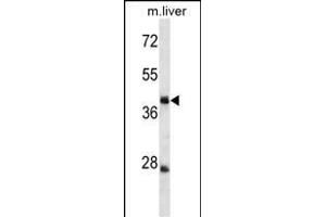 TRIM44 Antibody (C-term) (ABIN1537086 and ABIN2849846) western blot analysis in mouse liver tissue lysates (35 μg/lane). (TRIM44 抗体  (C-Term))