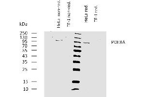 Western bloting analysis of human PDE8A using mouse monoclonal antibody EM-52 on lysates of HeLa cell line and TF-1 cell line (negative control) under non-reducing and reducing conditions. (PDE8A 抗体)