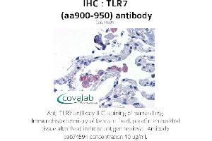 Image no. 2 for anti-Toll-Like Receptor 7 (TLR7) (AA 900-950) antibody (ABIN1740124) (TLR7 抗体  (AA 900-950))