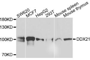 Western blot analysis of extracts of various cells, using DDX21 antibody.