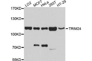 Western blot analysis of extracts of various cells, using TRIM24 antibody. (TRIM24 抗体)