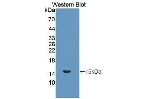Western blot analysis of the recombinant protein. (Glutaredoxin 1 抗体  (AA 2-107))