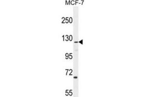Western Blotting (WB) image for anti-CASK Interacting Protein 2 (CASKIN2) antibody (ABIN2995935) (CASKIN2 抗体)