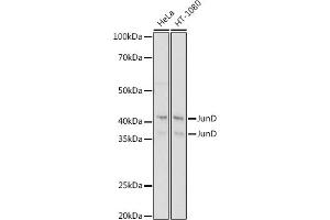 JunD 抗体