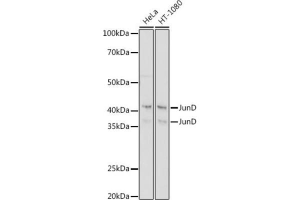JunD 抗体