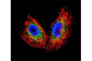 Confocal immunofluorescent analysis of Acetylcholinesterase antibody with human NCI-H460 cells followed by Alexa Fluor 488-conjugated goat anti-rabbit lgG (green). (Acetylcholinesterase 抗体  (AA 147-175))