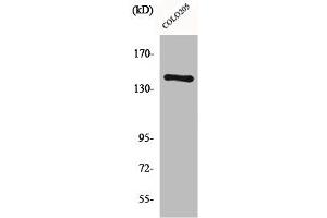 Western Blot analysis of COLO205 cells using COL2A1 Polyclonal Antibody (COL2A1 抗体  (N-Term))