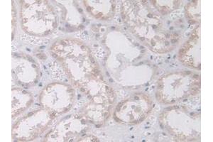 Detection of MAPK12 in Human Kidney Tissue using Polyclonal Antibody to Mitogen Activated Protein Kinase 12 (MAPK12) (MAPK12 抗体  (AA 27-311))