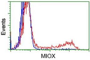 HEK293T cells transfected with either RC210070 overexpress plasmid (Red) or empty vector control plasmid (Blue) were immunostained by anti-MIOX antibody (ABIN2453307), and then analyzed by flow cytometry. (MIOX 抗体)