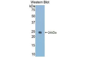Western Blotting (WB) image for anti-Caspase 1 (CASP1) (AA 119-296) antibody (ABIN1077907) (Caspase 1 抗体  (AA 119-296))