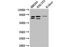 Western Blot Positive WB detected in: HEK293 whole cell lysate, NIH/3T3 whole cell lysate, Mouse kidney tissue All lanes: NUP85 antibody at 2. (NUP85 抗体  (AA 201-500))
