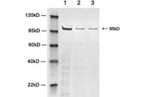 Western blot analysis of cell lysates using 2 µg/mL Rabbit Anti-PKCµ Polyclonal Antibody (ABIN398590) Lane 1: Hela cell lysateLane 2: HEK-293 cell lysateLane 3: NIH/3T3 cell lysateThe signal was developed with IRDyeTM 800 Conjugated Goat Anti-Rabbit IgG. (PKCmy 抗体)