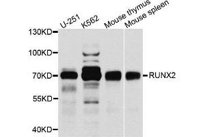 Western blot analysis of extracts of various cell lines, using RUNX2 antibody (ABIN5971482) at 1/1000 dilution. (RUNX2 抗体)