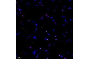 Immunofluorescent analysis of paraffin embedded mouse brain using KCNIP3 (ABIN7073771) at dilution of 1: 1000 (DREAM 抗体)
