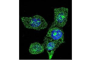 Confocal immunofluorescent analysis of ACOX1 Antibody (ABIN659022 and ABIN2838046) with Hela cell followed by Alexa Fluor® 488-conjugated goat anti-mouse lgG (green). (ACOX1 抗体)