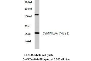 Western blot (WB) analysis of CaMKIIα/δ antibody in extracts from HEK293A cells. (CAMK2A 抗体)