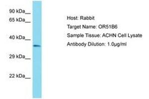 Image no. 1 for anti-Olfactory Receptor, Family 51, Subfamily B, Member 6 (OR51B6) (AA 200-249) antibody (ABIN6750809) (OR51B6 抗体  (AA 200-249))