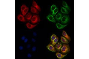 ABIN6263703 and ABIN6276760 staining Hela cells by IF/ICC. (NPPA 抗体  (C-Term))