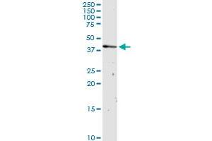 OXA1L MaxPab rabbit polyclonal antibody. (OXA1L 抗体  (AA 1-435))