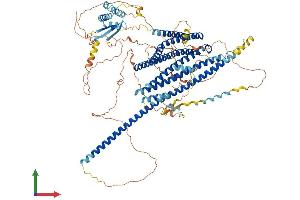 Protein Structure (PS) image for Junction Mediating and Regulatory Protein, P53 Cofactor (JMY) (AA 1-988) protein (His tag) (ABIN7554254)