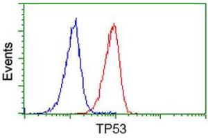 Image no. 3 for anti-Tumor Protein P53 (TP53) antibody (ABIN1499974) (p53 抗体)