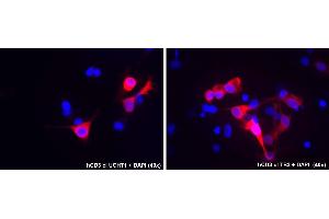Immunocytochemistry staining of human CD3 epsilon and CD3 gamma transfected COS cells using mouse monoclonal antibodies anti-CD3, clones UCHT1 (left) and TB3 (right) indicated by Alexa Fluor 555 signal (red), DNA stained by DAPI (blue). (CD3 抗体)