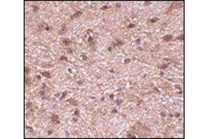 Immunohistochemistry of NIPSNAP3B in mouse brain tissue with this product at 2. (NIPSNAP3B 抗体  (Center))