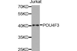 Western blot analysis of extracts of Jurkat cells, using POU4F3 antibody. (POU4F3 抗体)