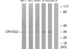 Western blot analysis of extracts from MCF-7 cells, HeLa cells, HUVEC cells, Jurkat cells and COLO cells, using OR10G2 antibody. (OR10G2 抗体  (C-Term))