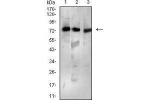 Western blot analysis using BTRC mouse mAb against Ramos (1), MCF-7 (2), and K562 (3) cell lysate. (BTRC 抗体  (AA 24-151))
