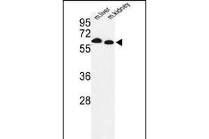 Western blot analysis of mouse Prodh Antibody (Center) (ABIN1881685 and ABIN2842377) in mouse liver, kidney tissue lysates (35 μg/lane). (PRODH 抗体  (AA 130-155))