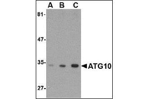 AP20062PU-N ATG10 antibody staining of SK-N-SH Cell Lysate by Western Blotting at (A) 0. (ATG10 抗体  (C-Term))