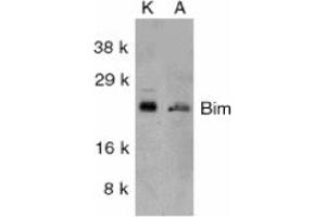 Image no. 2 for anti-BCL2-Like 11 (Apoptosis Facilitator) (BCL2L11) (Internal Region) antibody (ABIN201915) (BIM 抗体  (Internal Region))