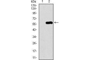 Western blot analysis using C17ORF53 mAb against HEK293 (1) and C17ORF53 (AA: 282-527)-hIgGFc transfected HEK293 (2) cell lysate. (C17orf53 抗体  (AA 282-527))